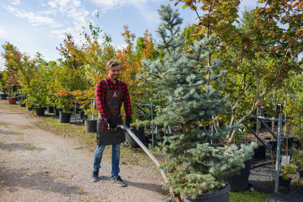 How Our Tree Care Process Works  in Clinton, LA